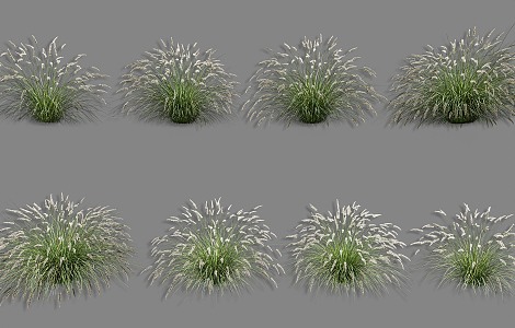 Pennisetum dog's tail grass rui grass needle thatched feather grass tiger's tail grass needle hair grass purple leaf Pennisetum grass landscape grass flowers paving grass 3d model