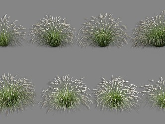 Pennisetum dog's tail grass rui grass needle thatched feather grass tiger's tail grass needle hair grass purple leaf Pennisetum grass landscape grass flowers paving grass 3d model