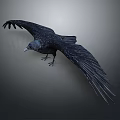 Black Crow Spreading Wings In Mid Flight With Glossy Black Feathers Against Neutral Gray Background