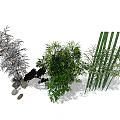 Various Types of Bamboo Plants Including Tall Clumping and Potted Varieties