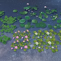 Beautiful Water Lilies And Lotus Flowers With Pink White Blooms Green Leaves On Serene Pond