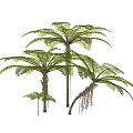 Tropical Trees with Lush Pinnate Leaves Aerial Roots and Trunk Details