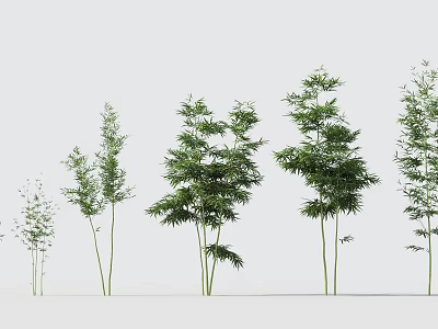 Different Types of Bamboo Plants With Green Foliage and Tall Stems 3d model