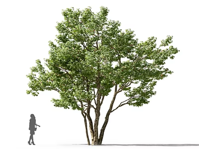 Lush Green Tree With Multiple Trunks And Person Silhouette In White Background 3d model