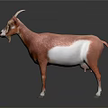 Brown and White Goat Standing with Horns on Dark Background with Reflection 3d model