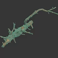 Natural Wooden Driftwood Branch Featuring Rough Surface Spikes And Forks On Dark Background