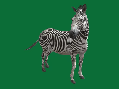 Zebra Standing On Green Background With Full Body Isolated View 3d model