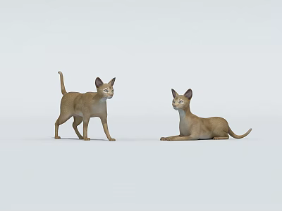 Pet Cat Brown Cat 3d model