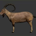 Realistic Brown Ibex With Large Curved Horns Standing On Gray Background