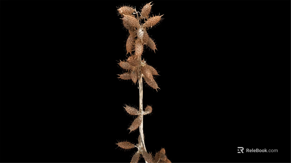 Dried Plant Stem With Spiky Brown Fruits Against Black Background 3d model 