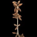 Dried Plant Stem With Spiky Brown Fruits Against Black Background