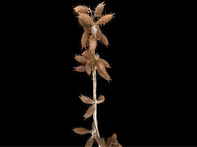Dried Plant Stem With Spiky Brown Fruits Against Black Background 3d model
