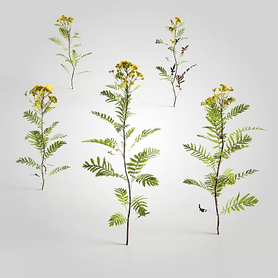 Beautiful Plants With Yellow Flowers Green Leaves Different Poses And Light Background 3d model