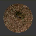 Natural Wooden Tree Stump With Stone Chip Covered Base And Visible Roots