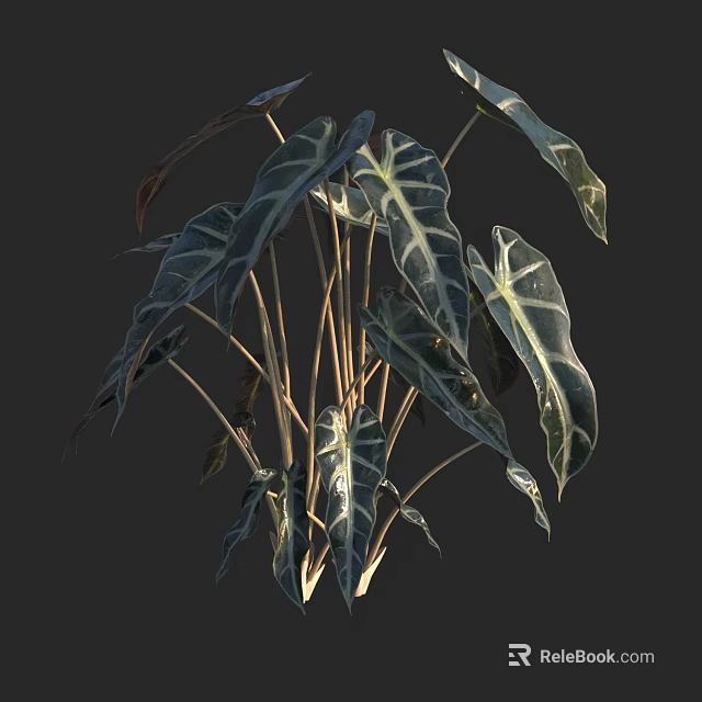 Tropical Plant With Large Dark Green Leaves White Stripes And Slender Stems 3d model 