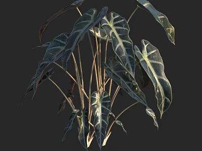 Tropical Plant With Large Dark Green Leaves White Stripes And Slender Stems 3d model