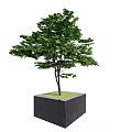 Black Square Tree Planter Box With Green Leafy Tree And Grass Base Design