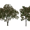 Two Lush Arbor Trees With Green Foliage And Brown Trunks On White Background
