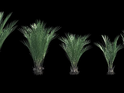 Various Green Palm Trees With Different Sizes On Black Background 3d model