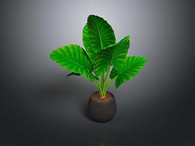 Green Leaf Plant With Large Veined Leaves In Black Pot On Dark Background 3d model