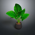 Green Leaf Plant With Large Veined Leaves In Black Pot On Dark Background