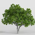 Lush Green Tree with Double Trunk and Dense Canopy in Gray Background 3d model