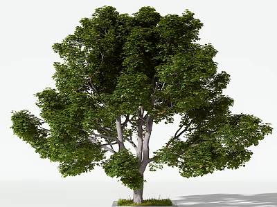 Lush Green Arbor with Dense Foliage and Strong Trunk in Natural Setting 3d model
