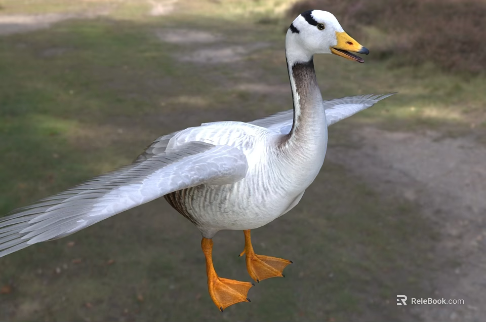 White and Grey Feathered Goose with Spread Wings Standing on Green Grassland Outdoor 3d model 