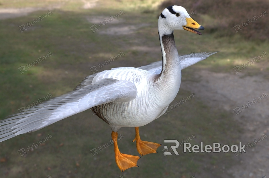 Bar-headed goose, white-headed goose, black-headed goose animal model