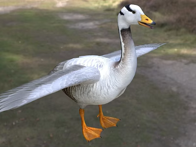 White and Grey Feathered Goose with Spread Wings Standing on Green Grassland Outdoor 3d model