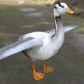 White and Grey Feathered Goose with Spread Wings Standing on Green Grassland Outdoor