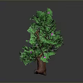 Ornamental Green Tree With Lush Green Leaves Brown Trunk And Pink Small Flowers