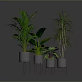Various Green Indoor Plants In Metal Stand Pots For Modern Home Decor