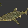 Realistic Green And Gray Shark Full Body Model On Gray Background 3d model