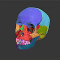 Colorful 3D Anatomical Limb Organs Model with Detailed Educational Visualization Features