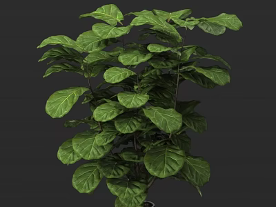 Indoor Bonsai Potted Plant With Lush Green Large Leaves For Home Decor Natural Style 3d model