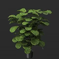 Indoor Bonsai Potted Plant With Lush Green Large Leaves For Home Decor Natural Style