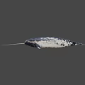 Realistic 3D Model of Narwhal With Long Tusk and Black White Skin