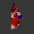 Medical Device 3D Anatomical Human Heart Model For Medical Education Visualization 3d model