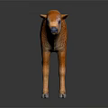 Orange Calf Model With Glossy Coat Standing On Black Reflective Surface 3d model