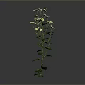 Green Leafy Plant With Small White Flowers On Single Stem Against Grey Background