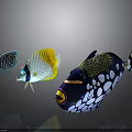 Vibrant Tropical Fish Displaying Colorful Patterns Yellow White Blue and Spotted Markings