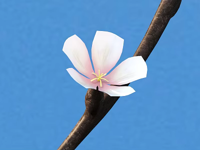 Beautiful Pink Flower With White Petals Yellow Stamens On Brown Branch Against Blue Background 3d model