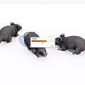 Three Gray Reptiles Crawling On White Background In Studio 3d model