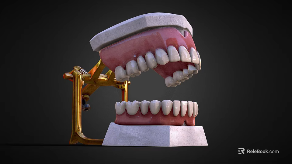 Dental Medical Equipment Model With Upper Lower Jaw Teeth And Metal Articulator Stand 3d model 