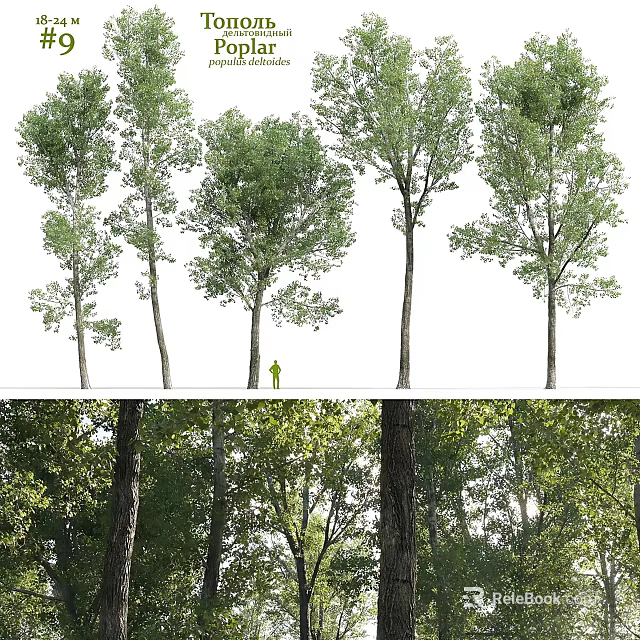 Arbor Trees With Various Trunk Shapes Lush Green Foliage And Forest Environment 3d model 