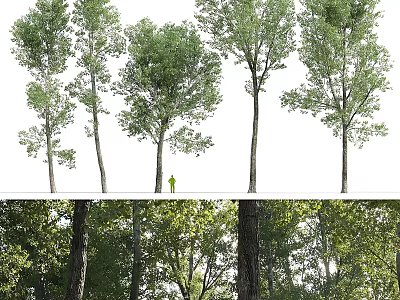 Arbor Trees With Various Trunk Shapes Lush Green Foliage And Forest Environment 3d model