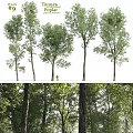 Arbor Trees With Various Trunk Shapes Lush Green Foliage And Forest Environment