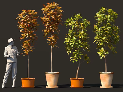 Leaf-changing wood shrub tree bonsai garden patio sketch 3d model