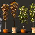 Decorative Bonsai Potted Plants With Diverse Leaf Colors In Terracotta Pots And Scale Figure